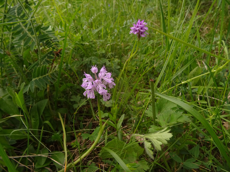 Neotinea tridentata - Cimone (TN)